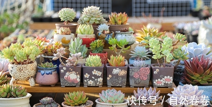 养花小技巧：两种方法，养花效果好极了，可以试一试