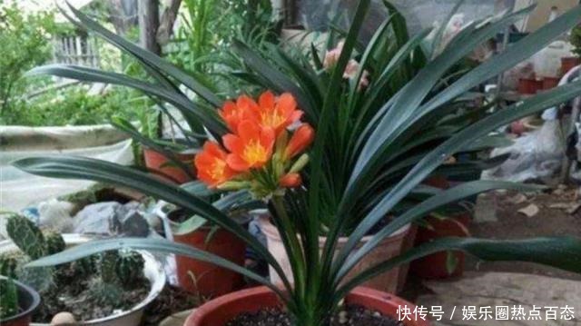 君子兰马上进入花芽分化期，做好4个细节，才能顺利开花！