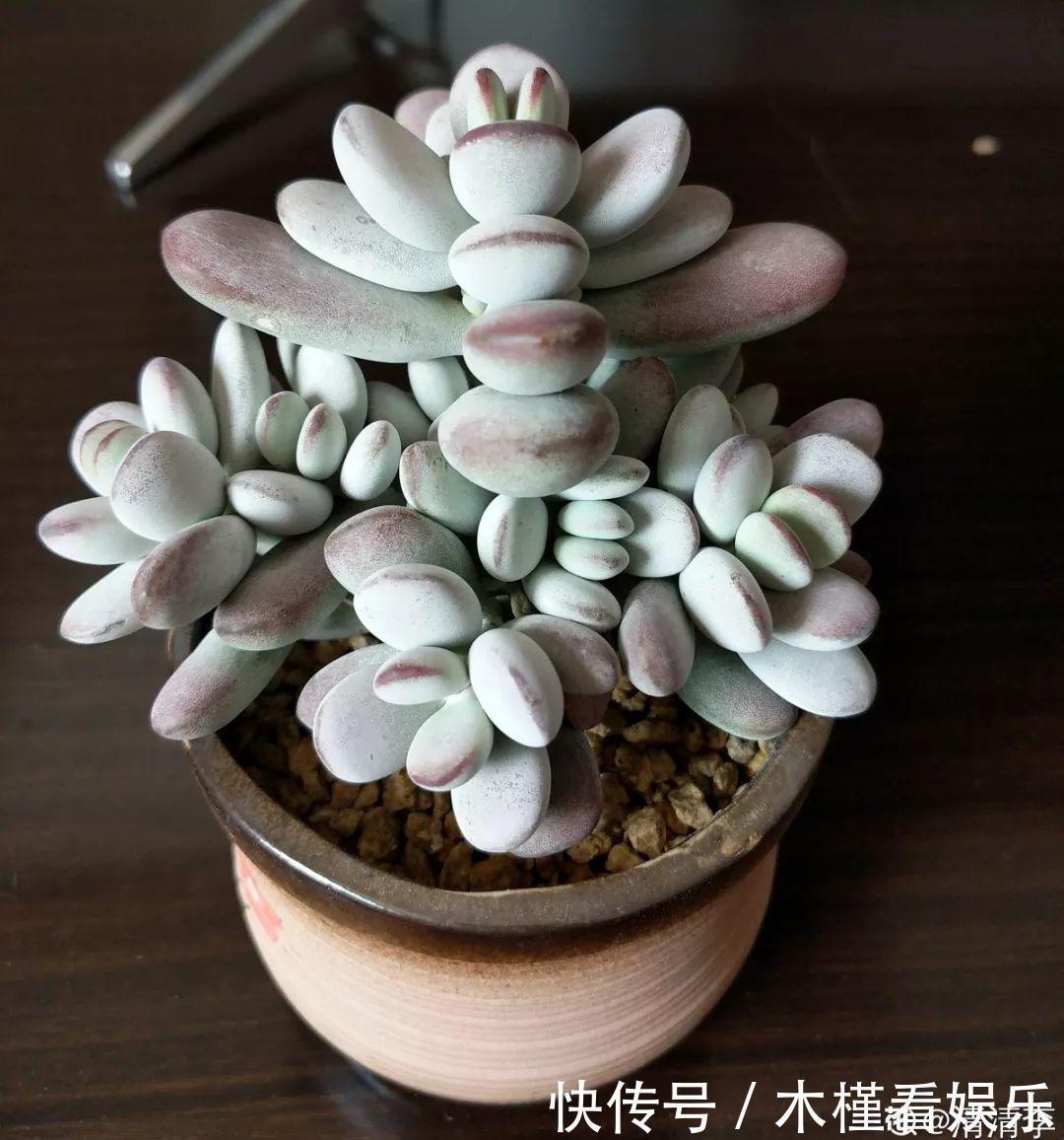 碰上这种多肉,直接分株吧,毕竟是圈里出名的叶插老大难!