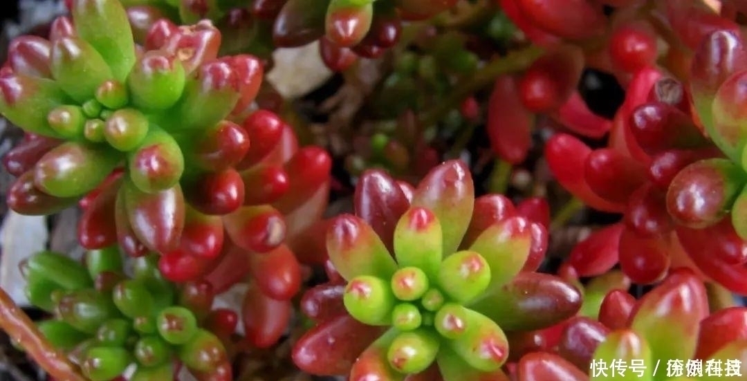 营养土|多肉易干瘪,三个“小动作”,催新芽冒白根,3个月养成小老桩