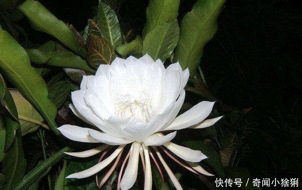 世界上最美的5种花,有1种极其少见,每一种都美到窒息