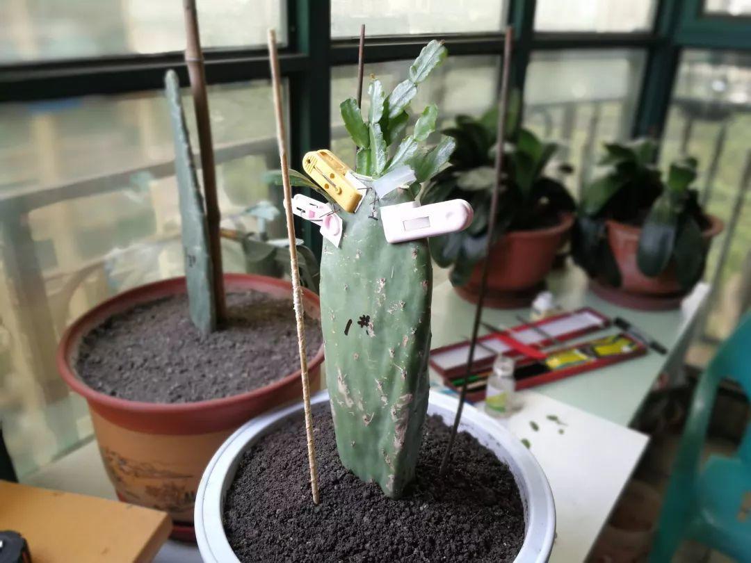 嫁接|嫁接达人,玉树嫁接长寿上,花友直呼内行!