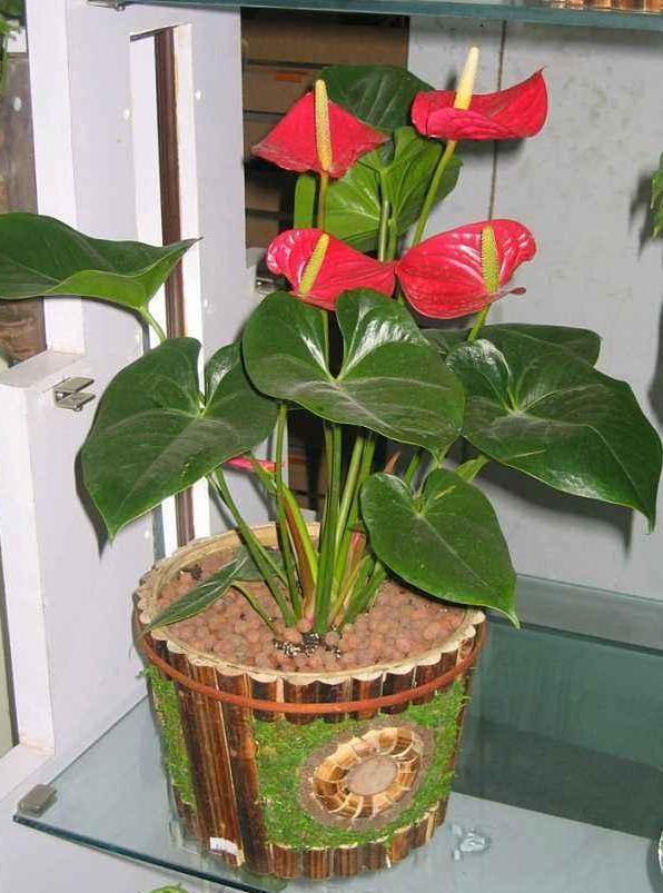 红掌盆栽叶黄花小怎么办掌握4招,植株状态好、叶绿花大色艳