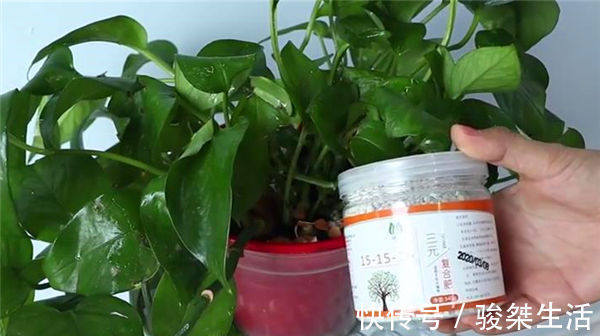 原来绿萝是有毒的家里有的快看看,别不信,等出事再后悔就晚了