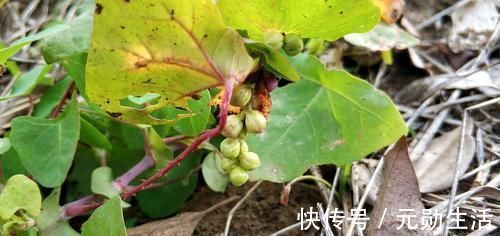 野草|农村这种野草,蛇见了就跑,人称“蛇倒退”,却是民间的治病良药
