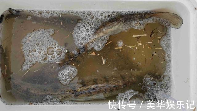 临沂|凶猛梭鲈鱼入侵山东多地,临沂钓鱼人:钓了几条,以为是鳜鱼
