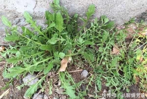 农村这五种野菜,作用真大,城市里面买不到