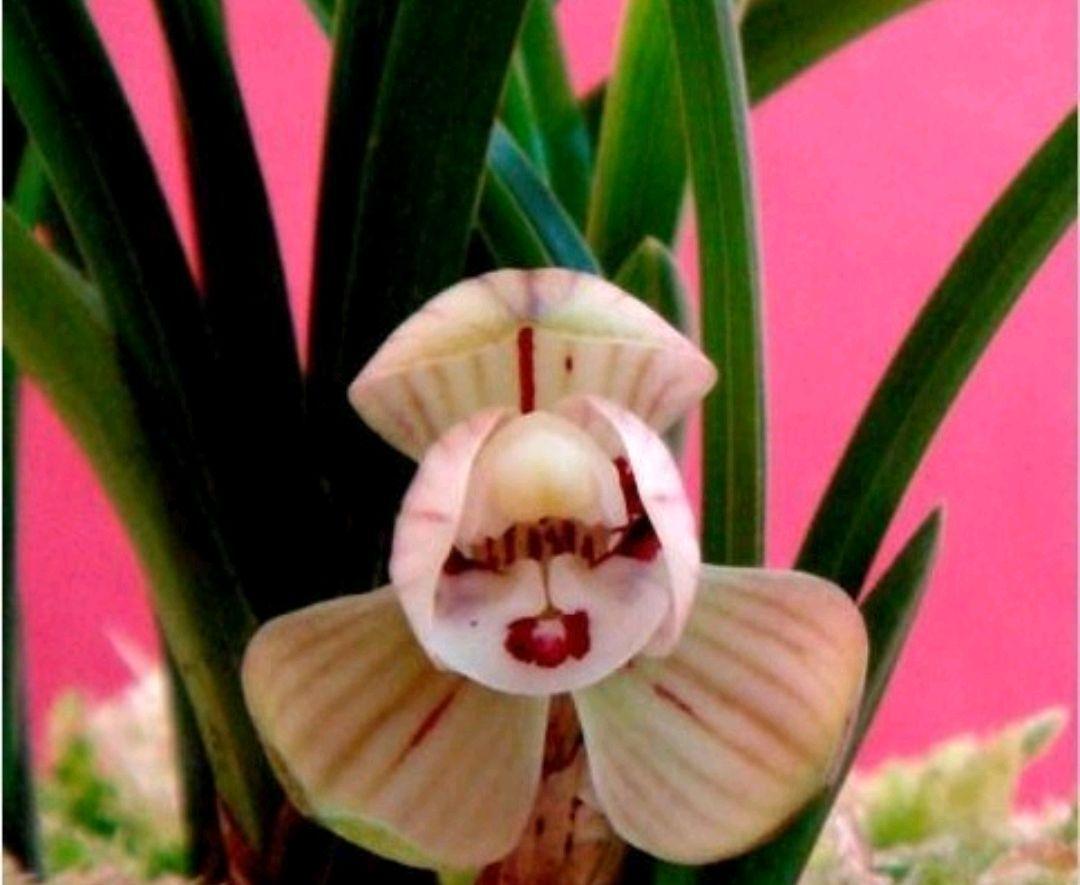 春兰为何招人喜爱,养护春兰要注意哪些要点