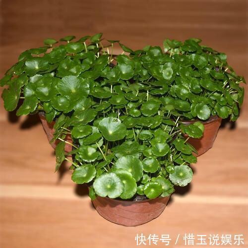 枝条|什么盆栽最好养这“7种”，好养好繁殖，丢土里长爆盆、常开花