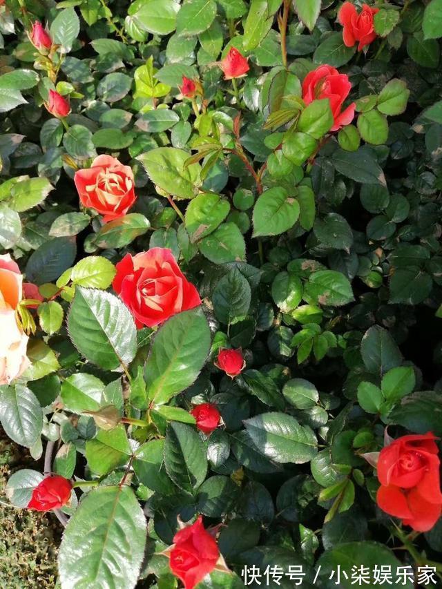 花苞|月季出现僵苗怎么办3个简单小方法，新芽花苞蹭蹭冒，开花99朵