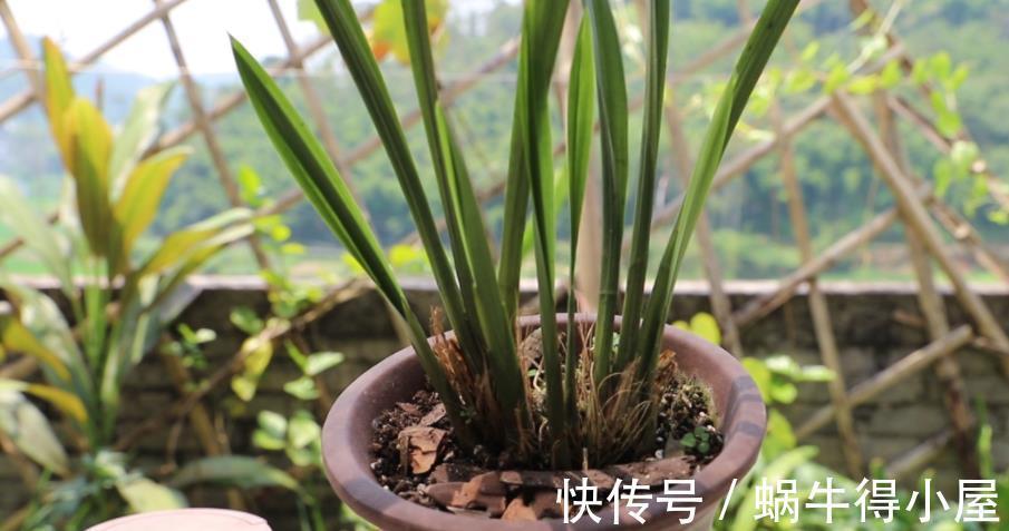 遮阳网|夏季，搁阳台盆栽兰花，切记：侍弄好这3点，养护简单