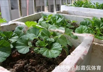 膳食纤维|5种“蔬菜”不怕冷，阳台种一盆，0度冻不死，吃一茬冒一茬