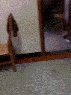 |搞笑GIF:娶了个这样的媳妇真是无语了啊,欢乐无限多呢