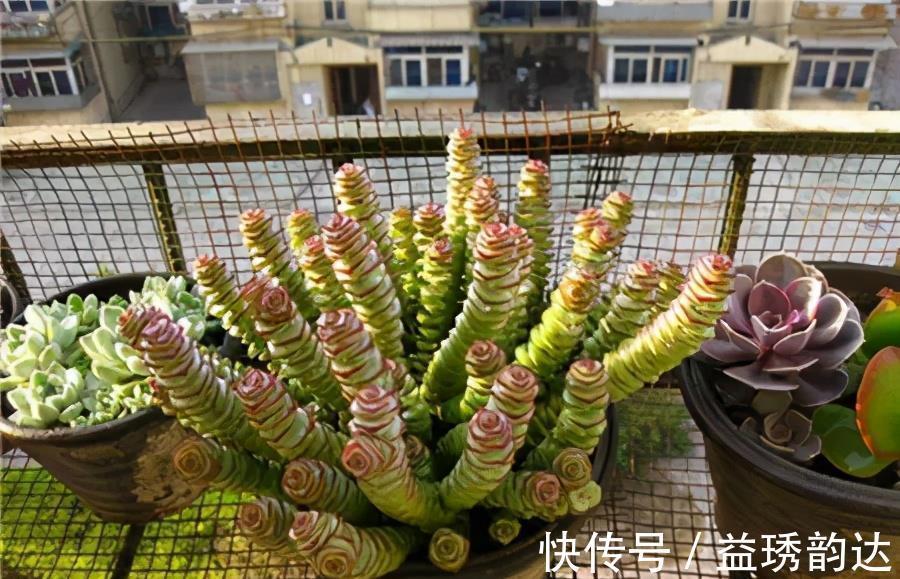 夏天|这些多肉夏天不休眠，耐热又耐晒，皮实好养状态美美哒