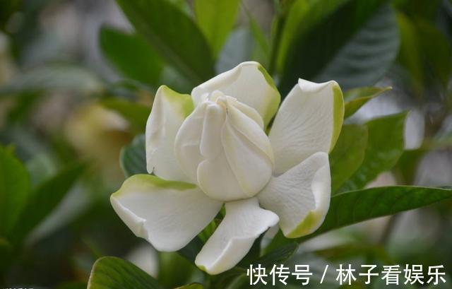 花期|马上就是栀子花的花期了，提前做好几点，花苞多，开花又大又香