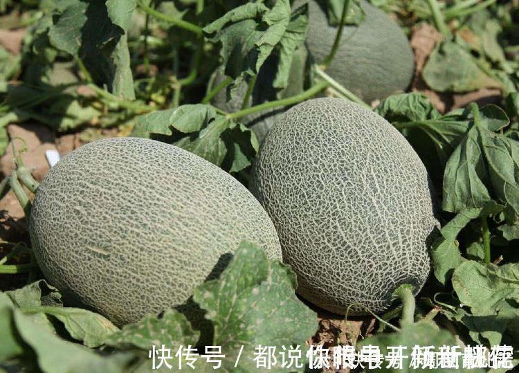 陳醫師|想長壽得會吃，三種種食物要多吃，疏肝理氣、舒緩壓力，誰吃誰健