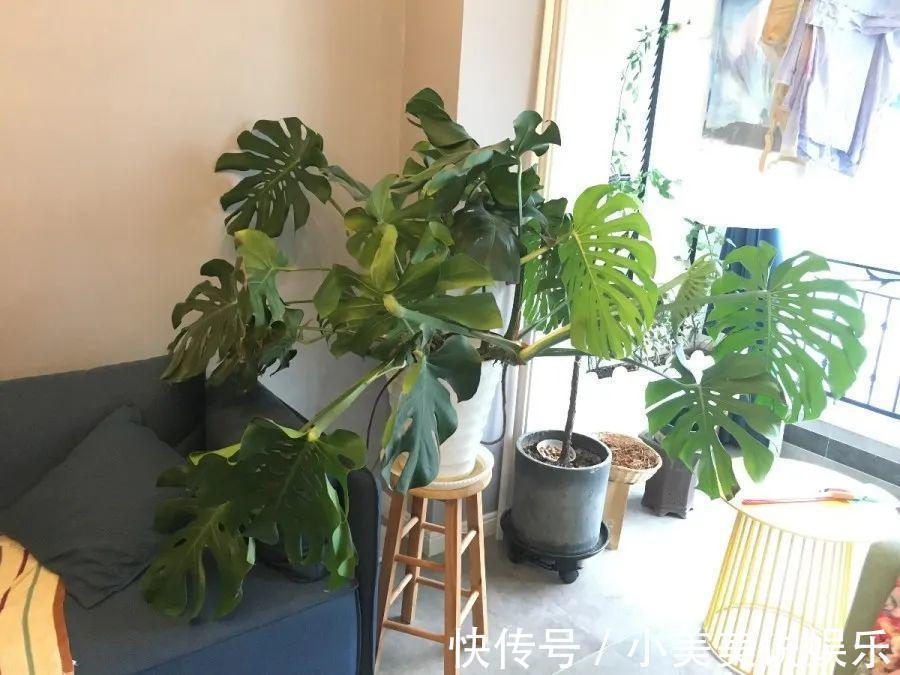 给这花换盆，土里扒出30个崽，根本不用扦插！