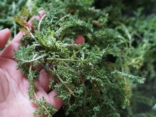 四大蒿草|农村可食用的“四大蒿草”,第一个能做青团,最后一个春天抢着摘