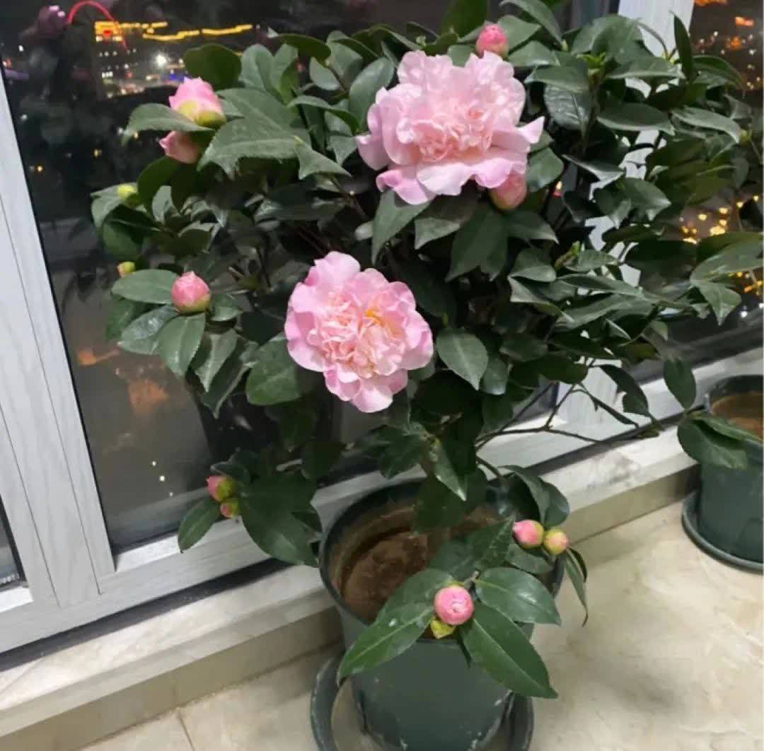 蝴蝶兰开花不是一次性,花后剪一剪,还能继续开花