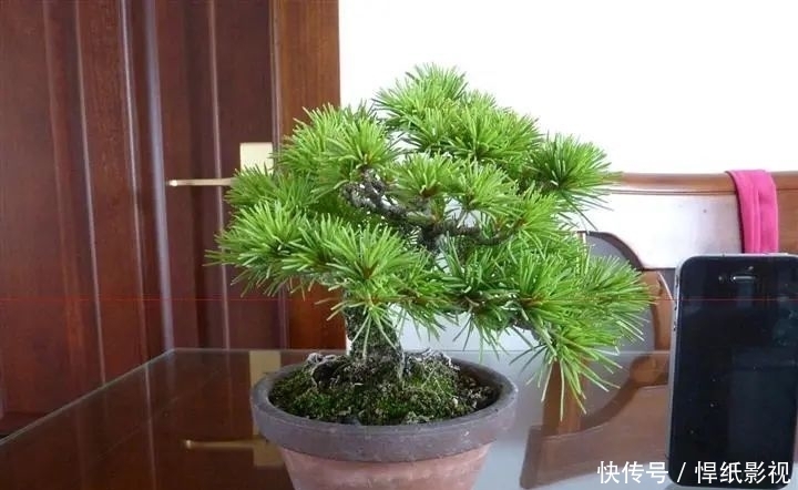 清朝|五针松以“五叶丛生”得名,早在清朝光绪年就在三十六湾村走红!