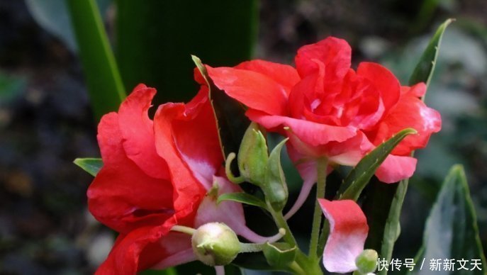 天竺葵|5种适合夏天养的花，香飘满屋，起到驱蚊好效果，让你天天睡得香