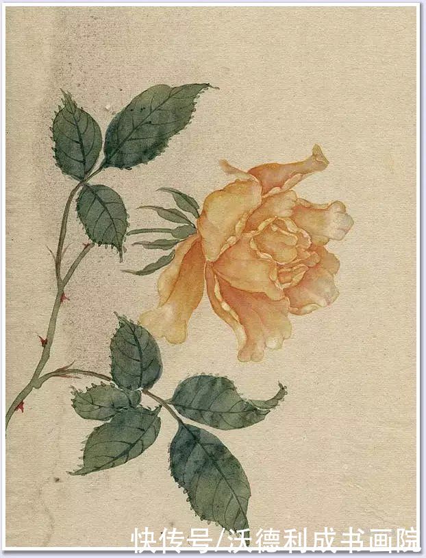 画菊|没骨百花图欣赏，美到骨子里