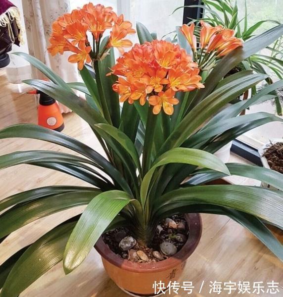 “生根剂”不用买,此3种家家都有,春天扦插“蘸1点”,生根快