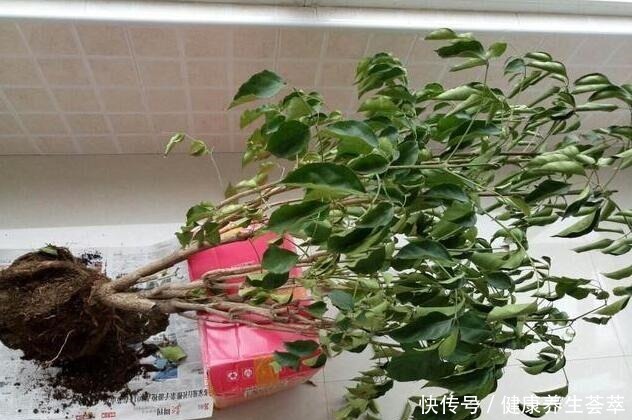 家养幸福树,只需“5招”,枝芽蹭蹭冒出来,油绿旺盛,成镇宅树!