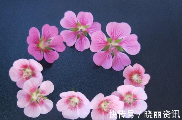 品种|小木槿有几个品种难怪别人的开花更漂亮，原来选错了品种！