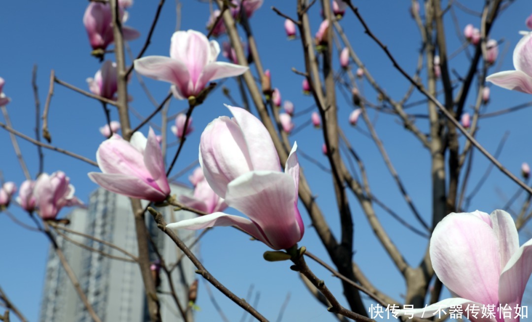 老年|春暖花开，踏青赏花正当时