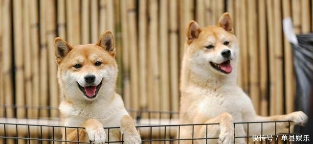 陈赫|《向往的生活》小H开发布会,细数蘑菇屋的小可爱,你还记得几个