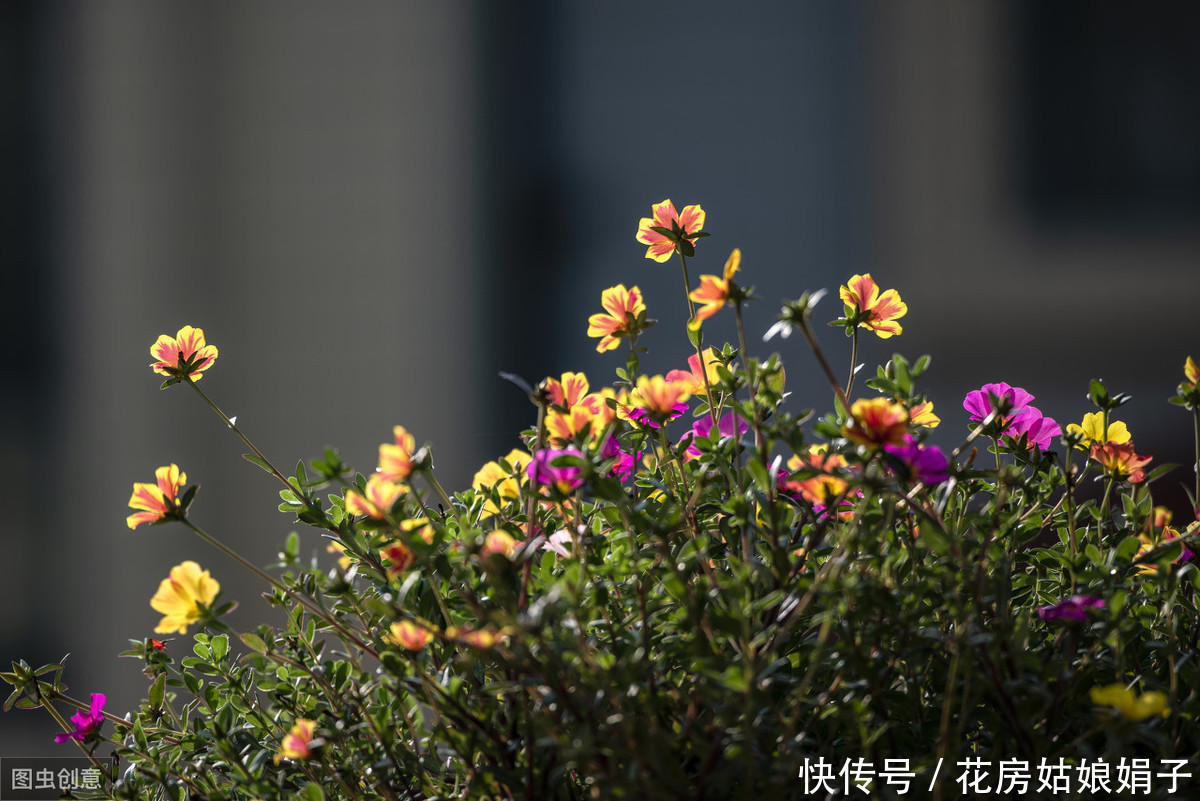 需要怎么做，太阳花才能持续爆盆，一个“掐”字解决您的疑问