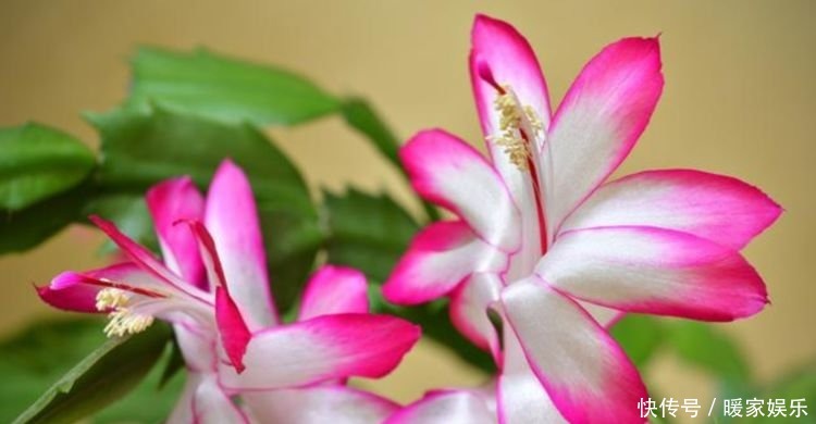 养人又旺财的“4种花”,满屋子飘香,漂亮又好养!