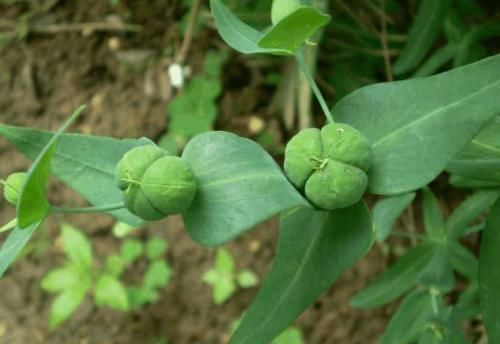 吸血虫病|农村这种奇葩的“野草”，竟然是“天然解毒王”，大家见过吗