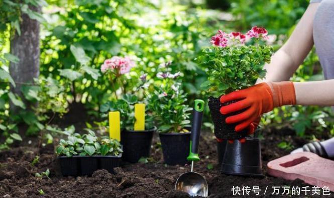 自制一种营养液,比淘米水强10倍,每次浇花用一点,叶子油亮乌黑