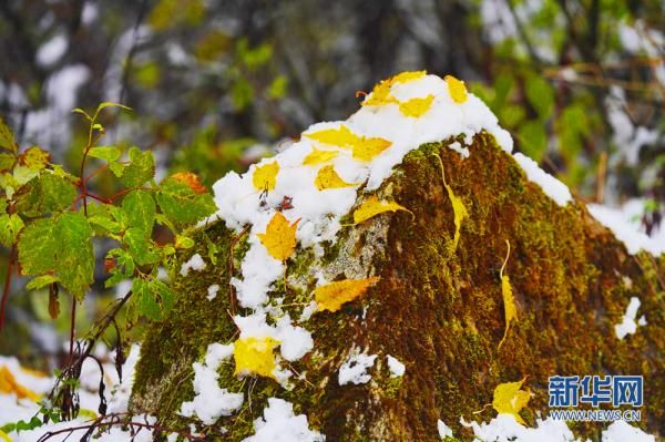 程彬|秦岭平河梁深秋邂逅初雪