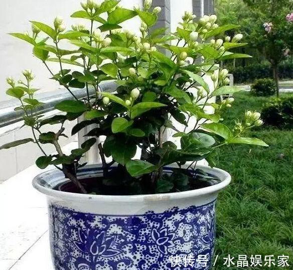 夏季|春夏交替,养啥花省心简单家庭盆栽5款植物,装饰效果佳
