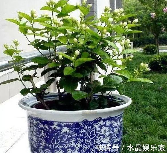 夏季|春夏交替，养啥花省心简单家庭盆栽5款植物，装饰效果佳