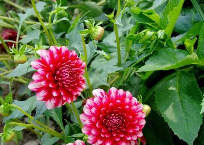 “此花”花朵硕大、花期长,颜色绚丽,比牡丹还美,绿萝还好养!