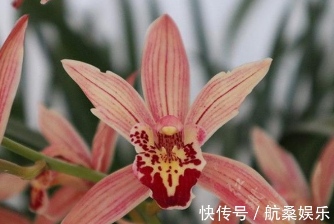 红珊瑚|盆栽养花选这种，漂亮又好养，花大香浓，多季开花，还可做盆景