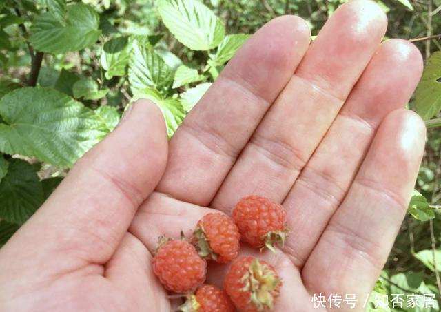 在农村，有1种山莓奇特，以往叫它“树莓”，果子价值高，请爱惜