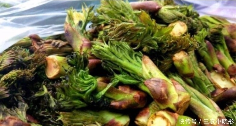 刺老芽|乡下一种新出刺芽,价值珍贵,人称刺人参,营养价值丰富