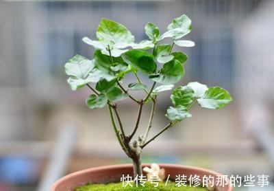 僵蕾|遇到茉莉枯枝黄叶，光开花不长叶等问题，教你怎么妙手回春