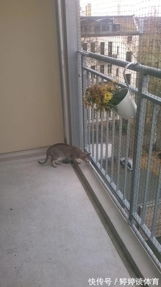 物业|小区不准封阳台，为了孩子，我花80块钱铺层防护网，物业也夸安全