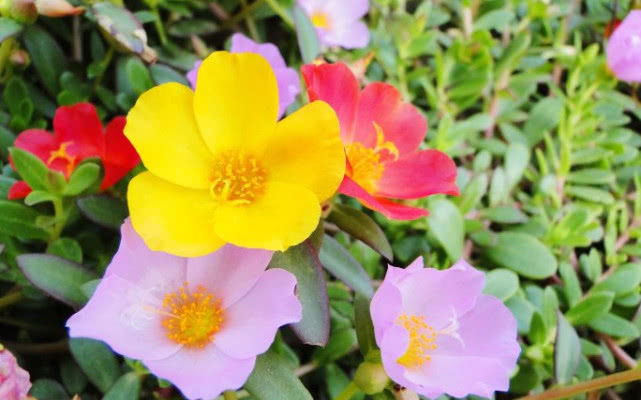 这三种花不用管直接扔阳台,越长越好,谁都可以养好