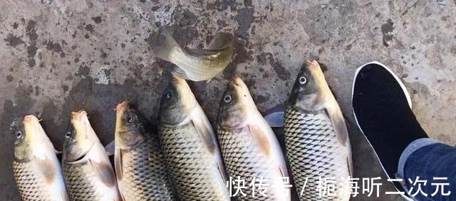 配方|秋季钓鲤鱼饵料配方分享,经典搭配还是好用,嘎嘎上鱼!