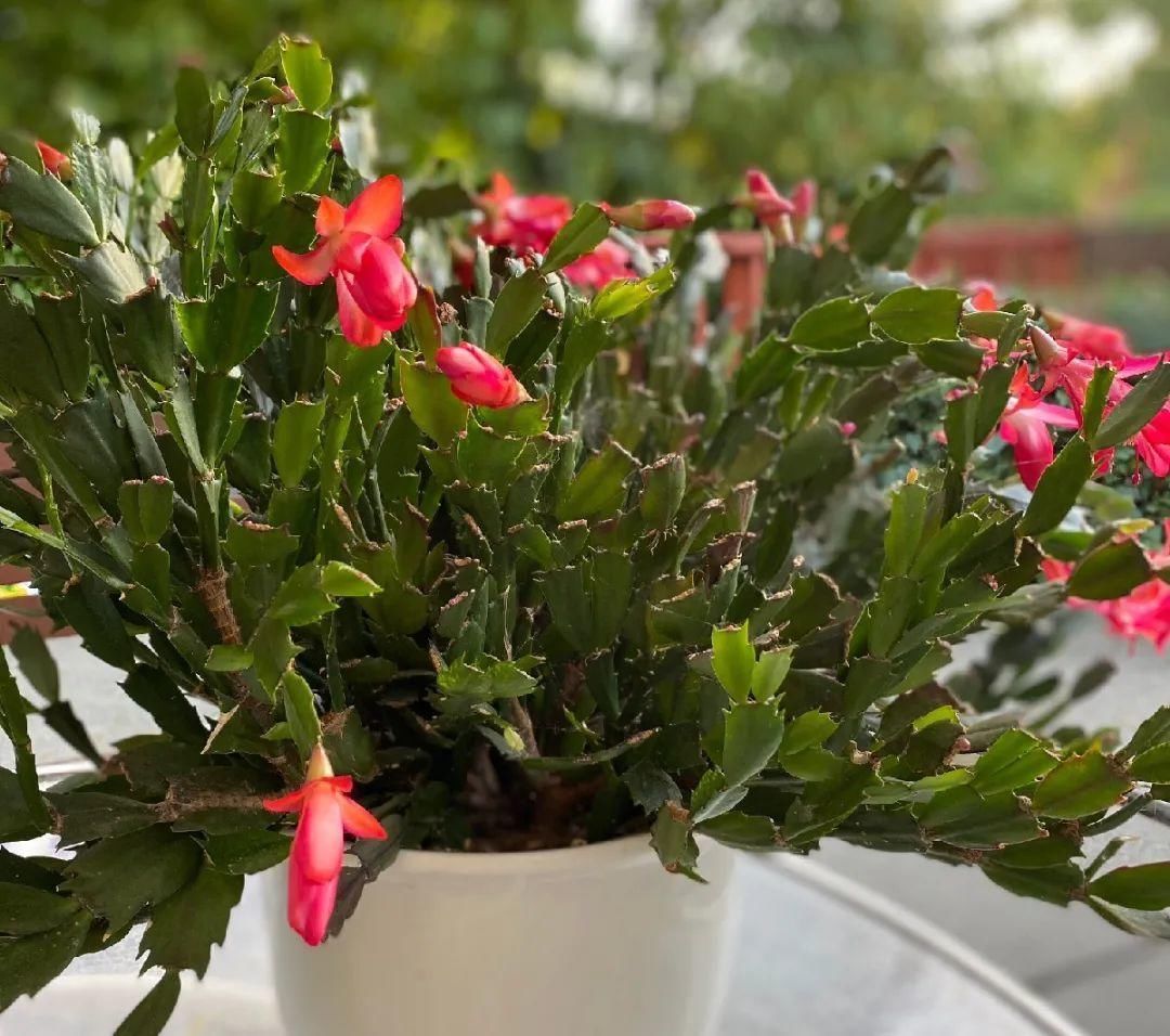 现在养蟹爪兰，1片叶子冒8朵花，下个月全开了