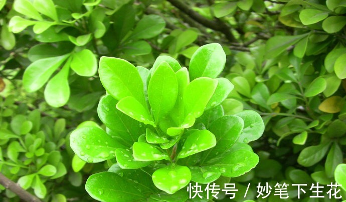 叶片|米兰花叶片发黄和脱落有哪些，知道这些后来看看吧！