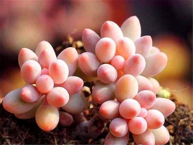 想把多肉桃美人养得粉嘟嘟胖乎乎，3个技巧要掌握，1分钟学会