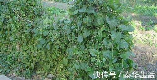 木耳菜|含钙量不输牛奶，嫩叶口感清脆爽口，俗称“豆腐菜”，吃过吗？